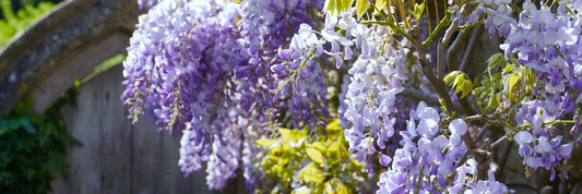 Tales from the Fragrant Wilds: Osric’s First Discoveries in the BOTANY Candle Line