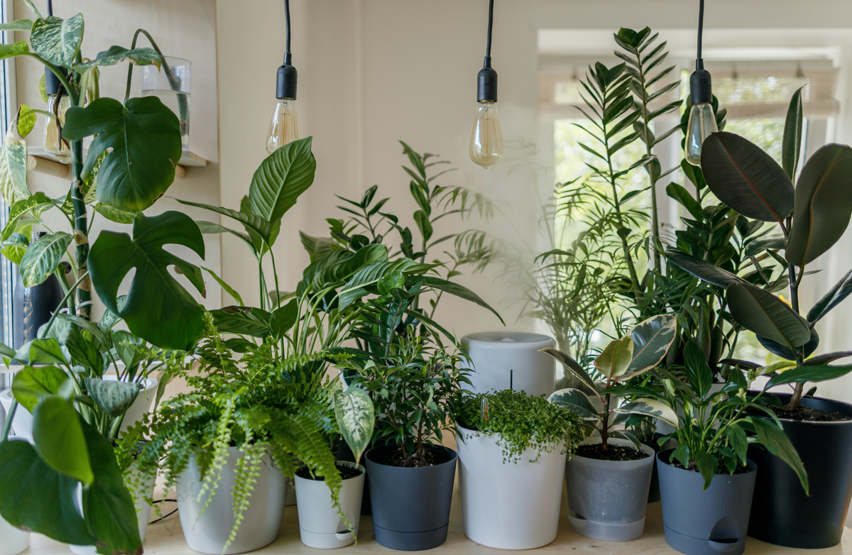 6 Great Gift Ideas for Plant Lovers