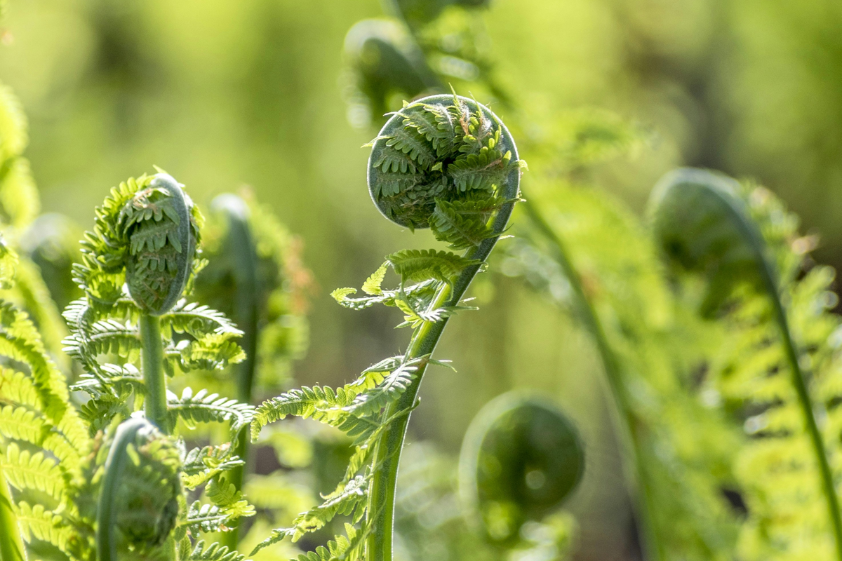 Fiddlehead Fern