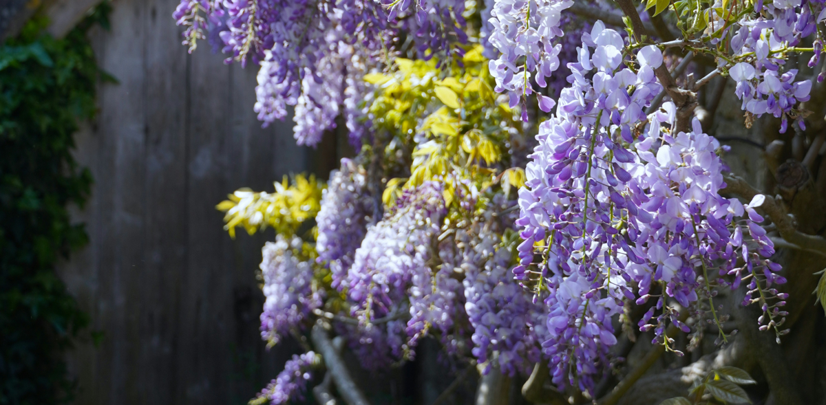 Flowering Wisteria