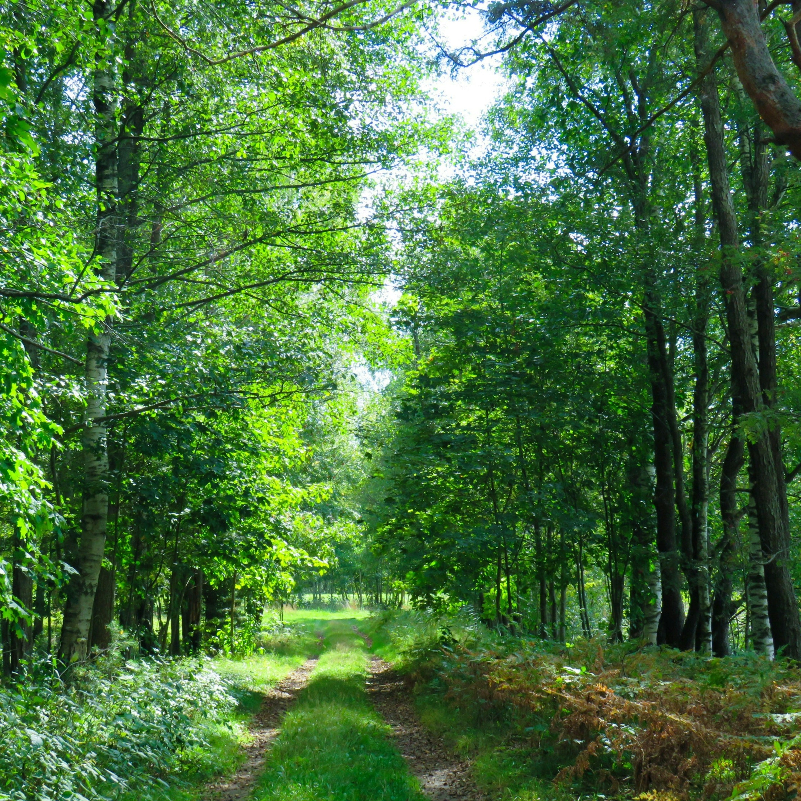 A Walk in the Woods Ambience Spray - Cantrip Candles