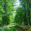 A Walk in the Woods Ambience Spray - Cantrip Candles
