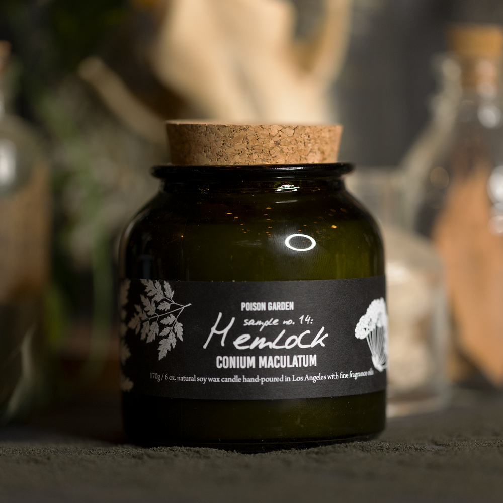 Botany: Poison Garden ~ Hemlock 🌿 - Cantrip Candles
