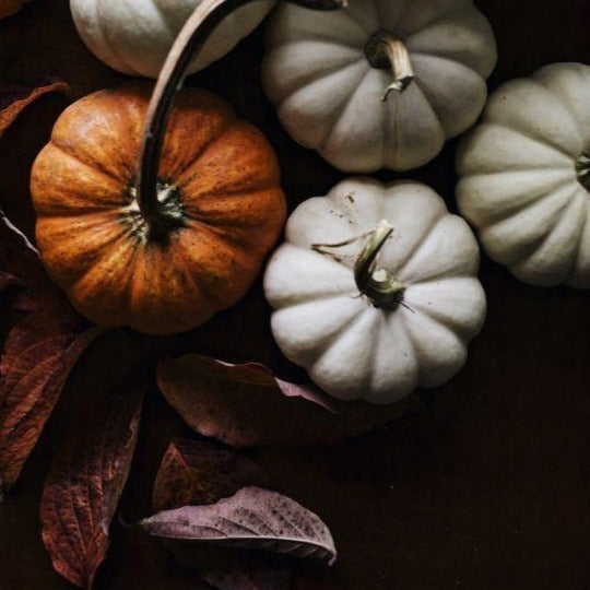 Autumn Festival 16oz - Cantrip Candles