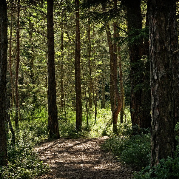 A Walk in the Woods 6oz - Cantrip Candles