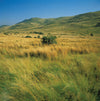 Summerplains 6oz - Cantrip Candles